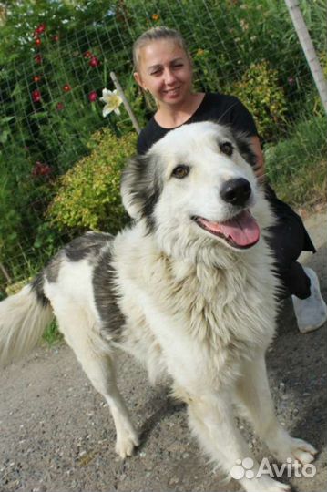 Пес умрёт в приюте