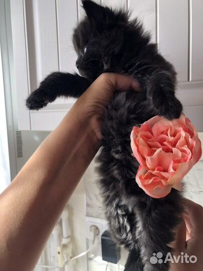 Котята мейн-кун