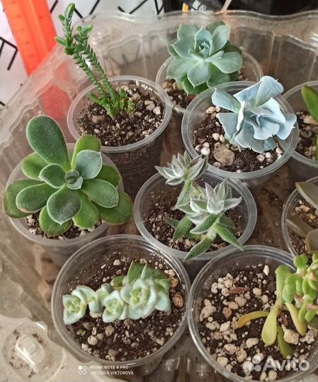 Суккуленты подборки готовые
