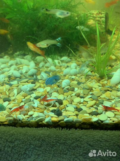 Аквариумные креветки