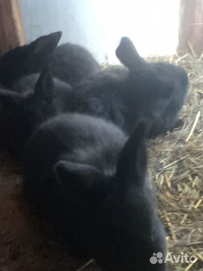 Кролики мясных пород