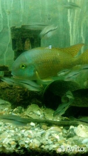 Аквариумные рыбы