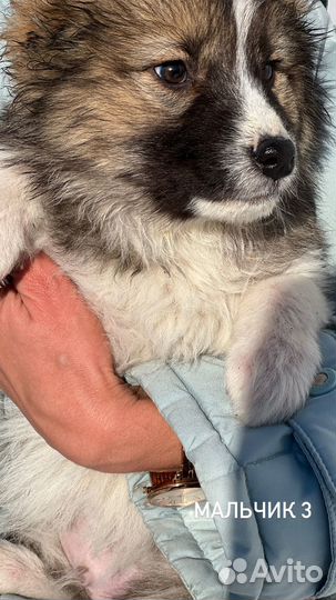 Щенки охранники от породистых собак