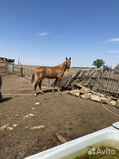 Жеребчик донской