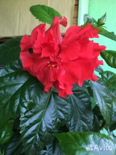 Олеандр розовый, гибискусы-розаны