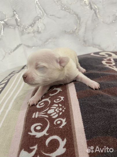 Щенки чихуахуа