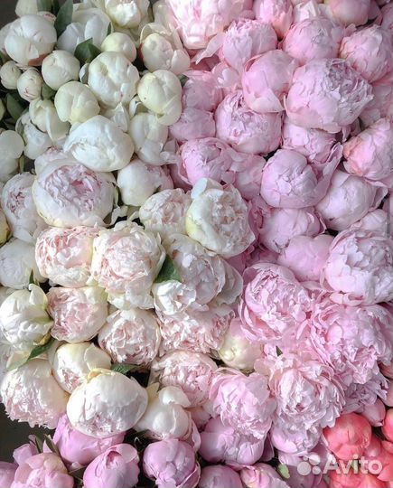 Пышные пионы с беспл. доставкой