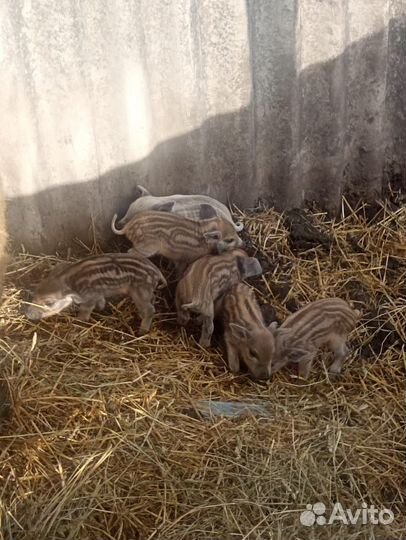 Поросята венгерской мангалицы