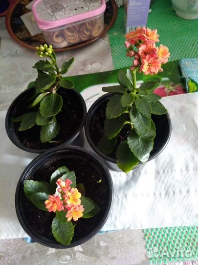 Цветок каланхое