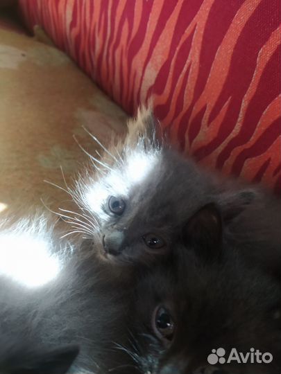 4 котëнка в добрые руки