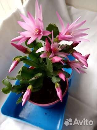 Декабрист, рипсалидопсис, шлюмбергера