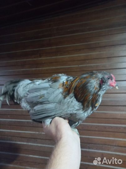 Петух Амераукана