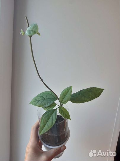 Клеродендрум Томпсон