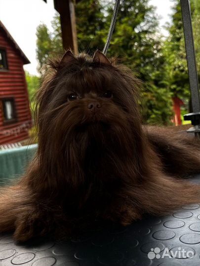 Шоколадный йорк вязка