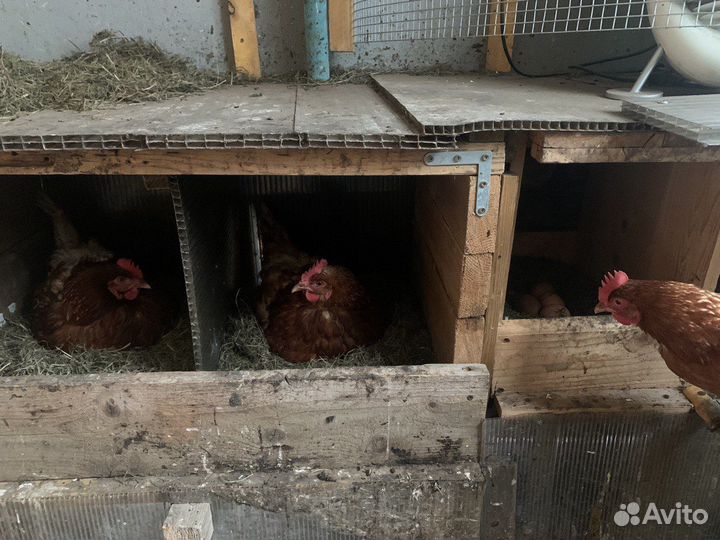 Куры несушки продам