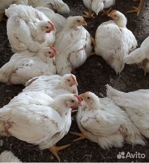 Птичник Ершовский занимается продажей птицы