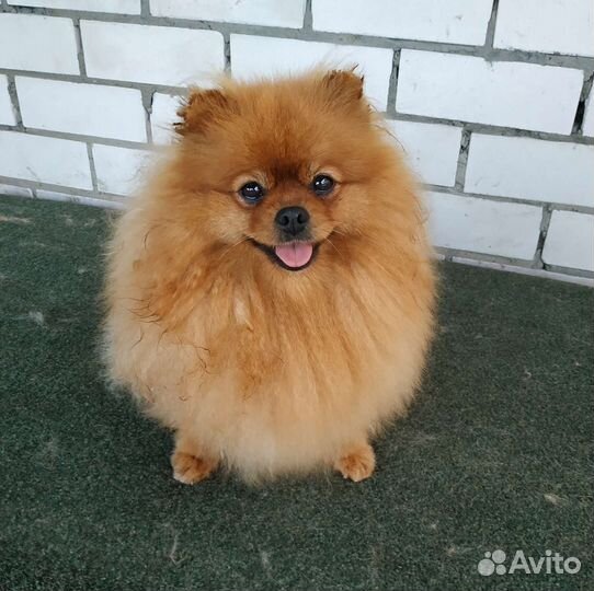 Щенки шпица