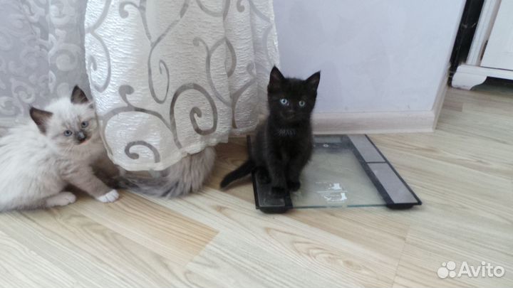 Замечательные котята ждут хороших хозяев