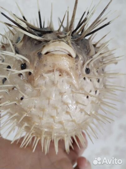 Рыба ёж фугу шар