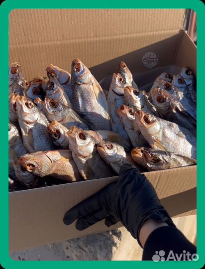 Вобла вяленая с икрой