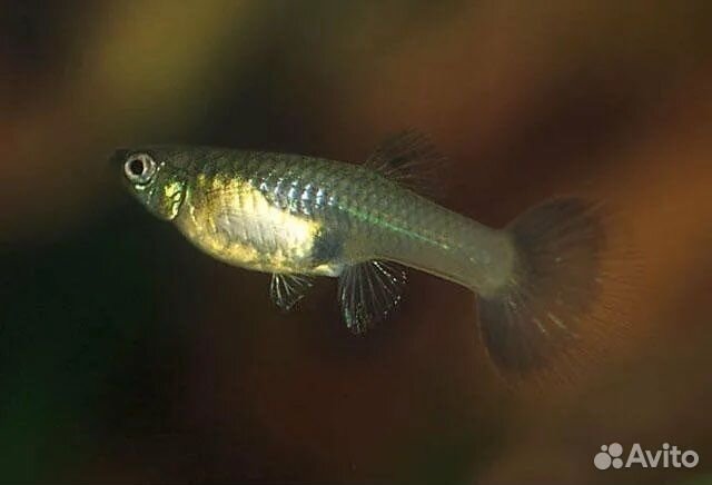 Рыбки, Месеносец, Молинезия, Данио, Гуппи