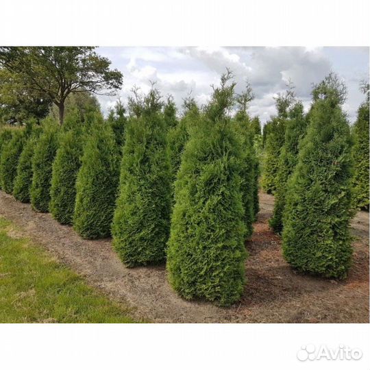 Туя холмструп