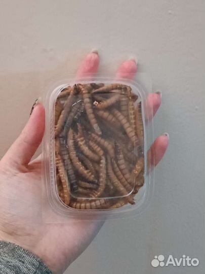 Сверчки, зоофобус, мучник, мыши