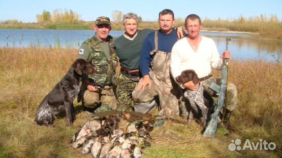 Натаска охотничьих собак