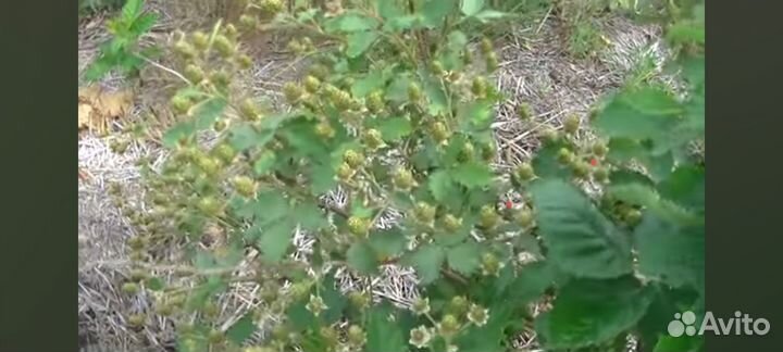 Продаются саженцы ежевики