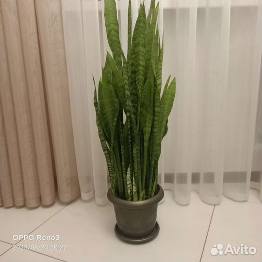 Сансевиерия