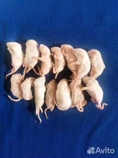 Мышь кормовая, замороженная бархатная