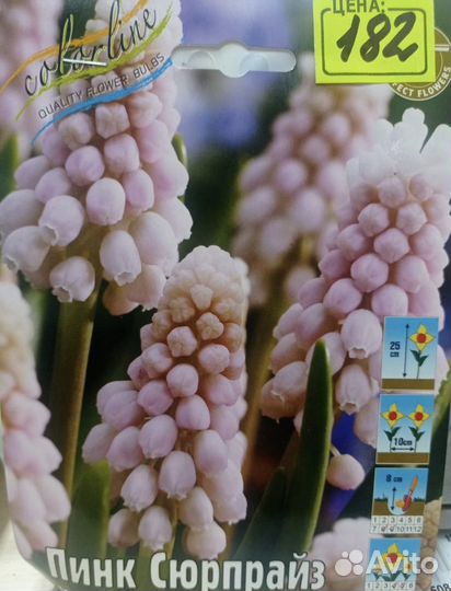 Подснежники, Мускари, Хионодокса, Пушкиния