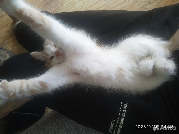 Котенок ищет вас