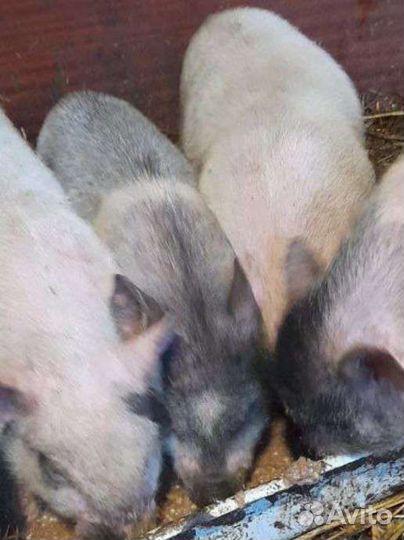 Поросята подросшие