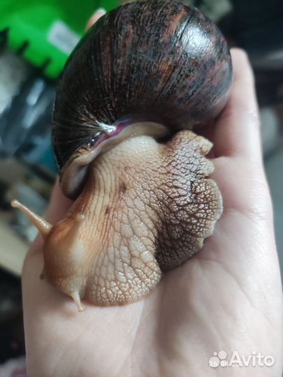 Улитки ахатины большие и малыши
