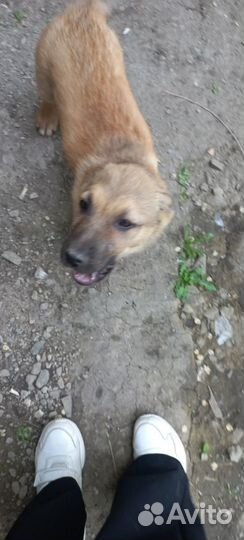 Щенки бесплатно