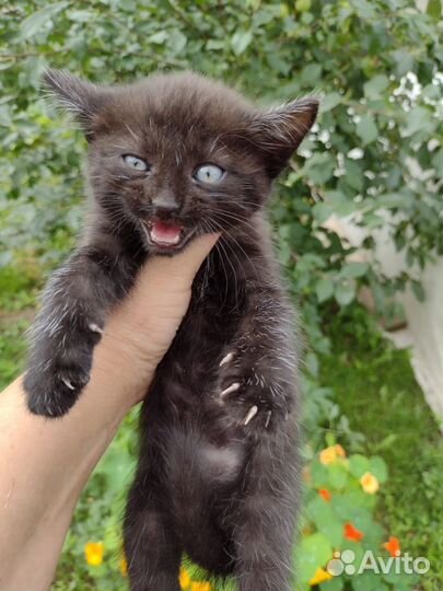 Котятки в добрые руки