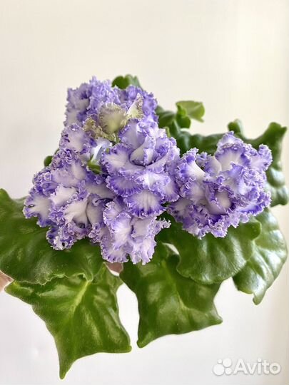 Фиалка сортовая