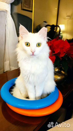 Ангорская белая кошка