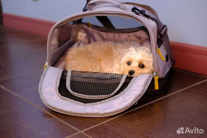 Переноска для маленьких собак