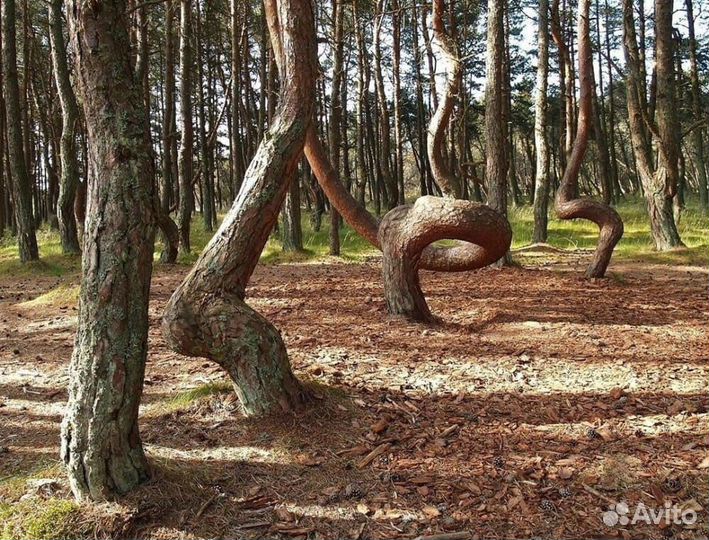 Куршская коса. Индивидуальная экскурсия и отдых