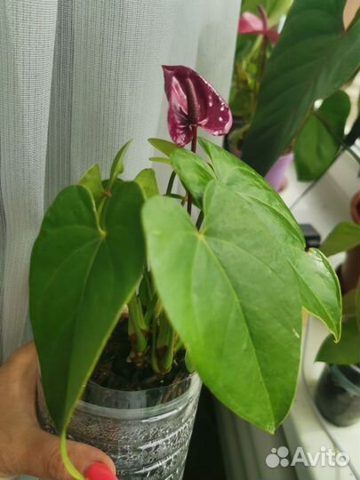 Антуриум юта голландия