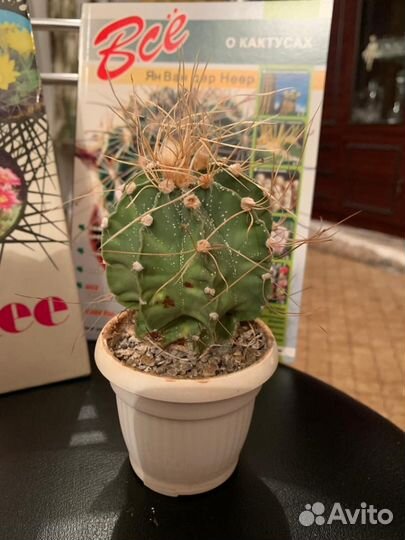 Кактусы коллекционные
