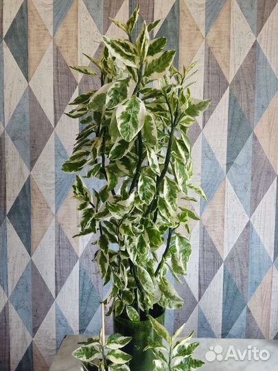 Комнатное растение (педилантус)