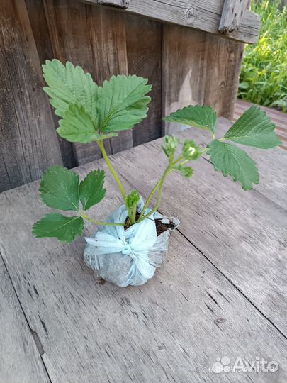 Усы клубники с комом земли