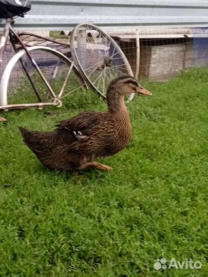 Руанскии утята