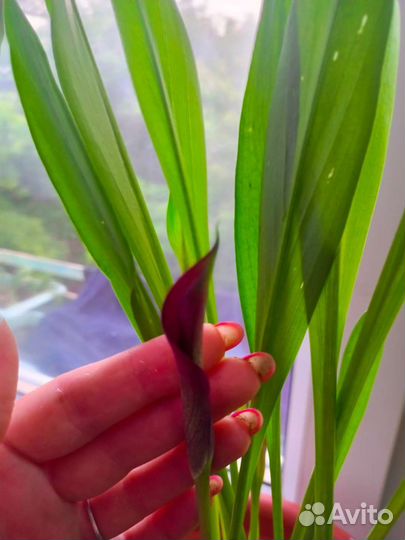 Комнатные цветы калла