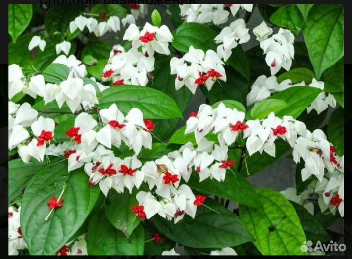 Клеродендрум цветок счастья и любви Дерево судьбы