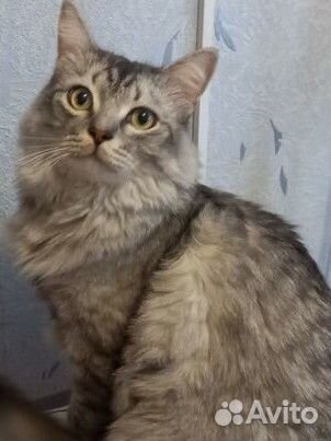 Метисы сибирско шотланские в добрые руки 4 шт