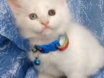 Мейн кун, белоснежный котик с разными глазами